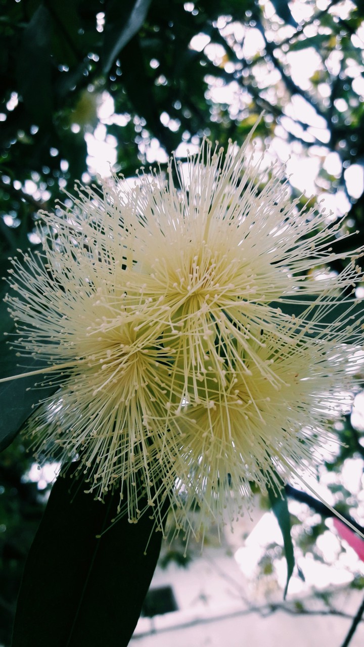Flower..