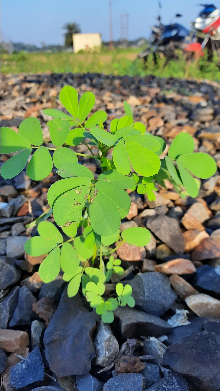 leaves
