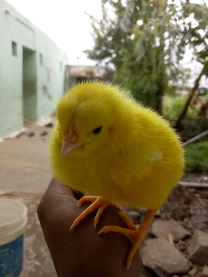 sanjit