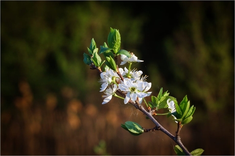 appletree in blossom
