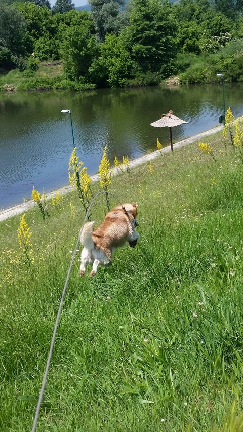 Jumping husky