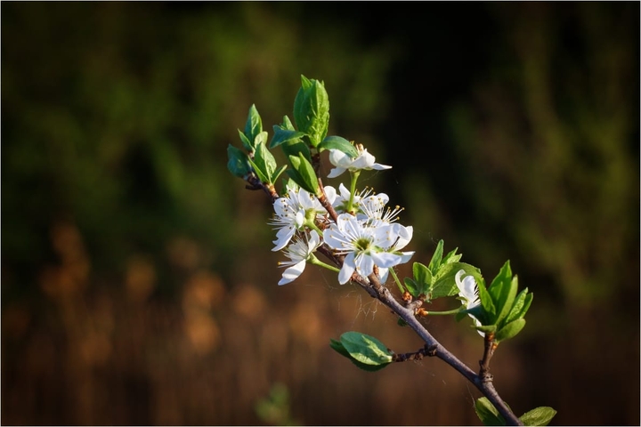 appletree in blossom