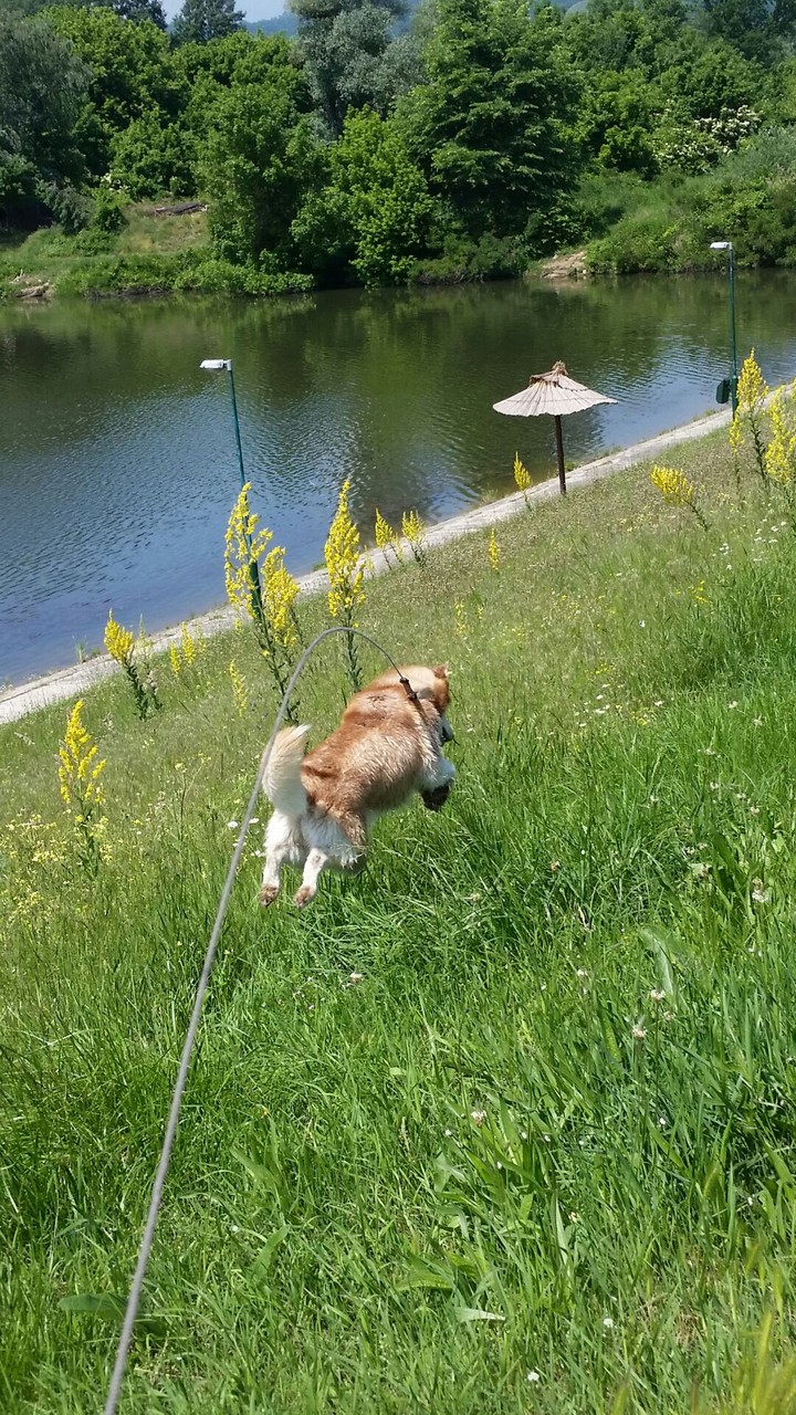 Jumping husky