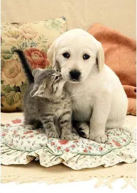 It cat & it dog together.