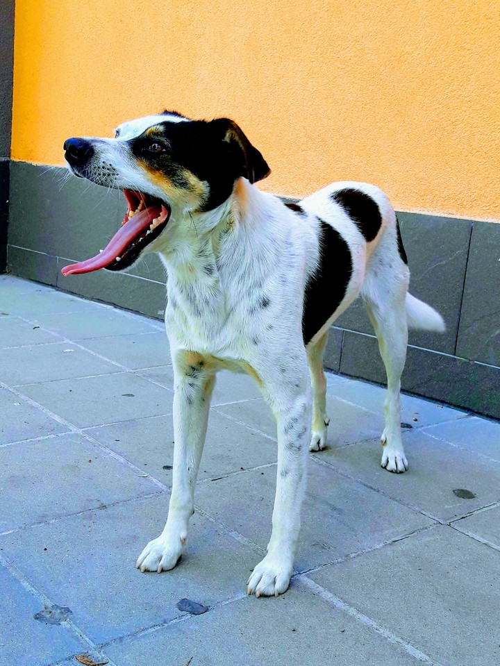 dog