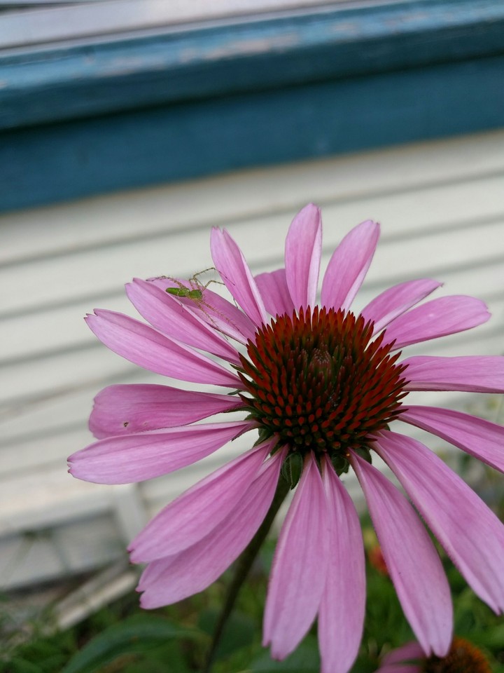 spider on a flower