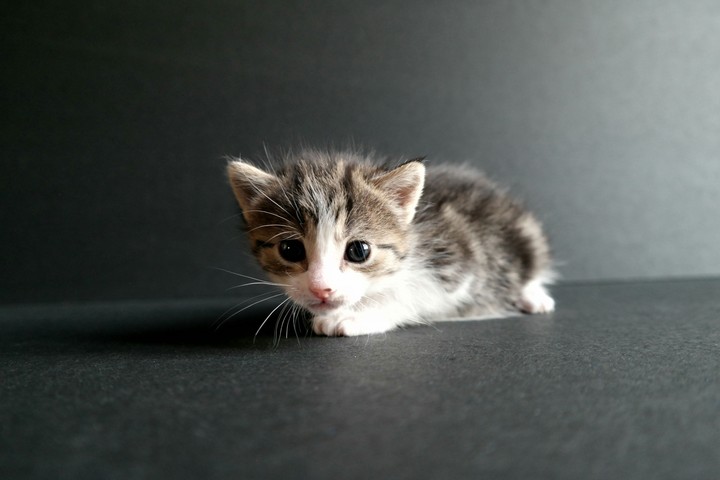 kitty