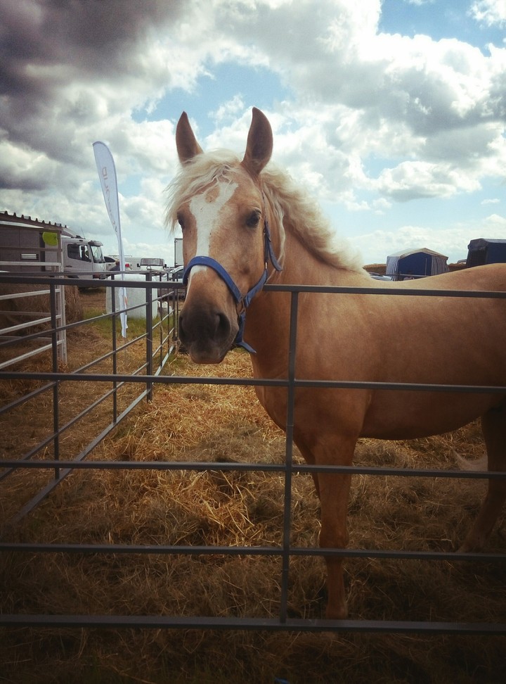 horse 