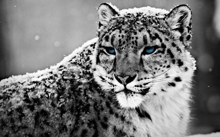 Snowleopard