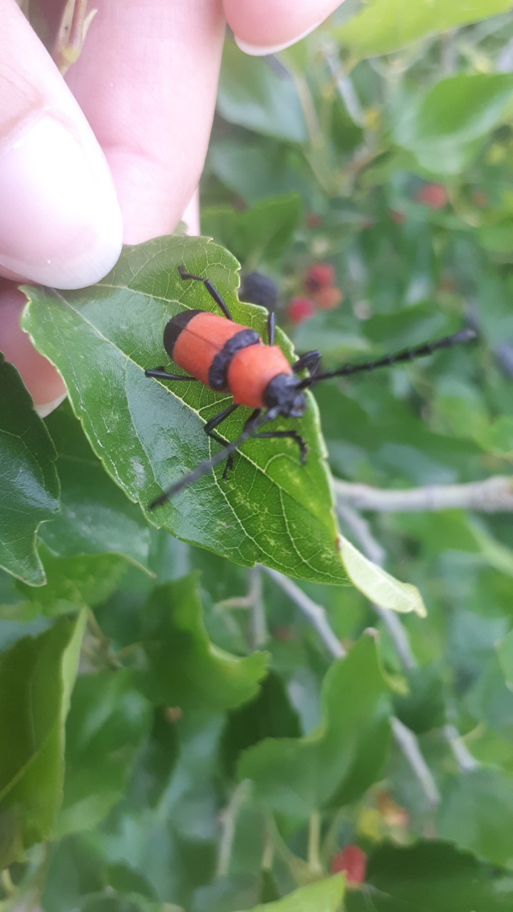 insect