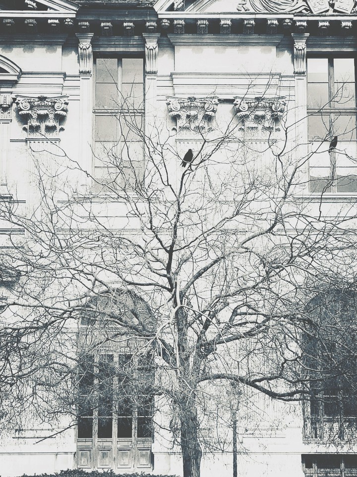 birds in a tree