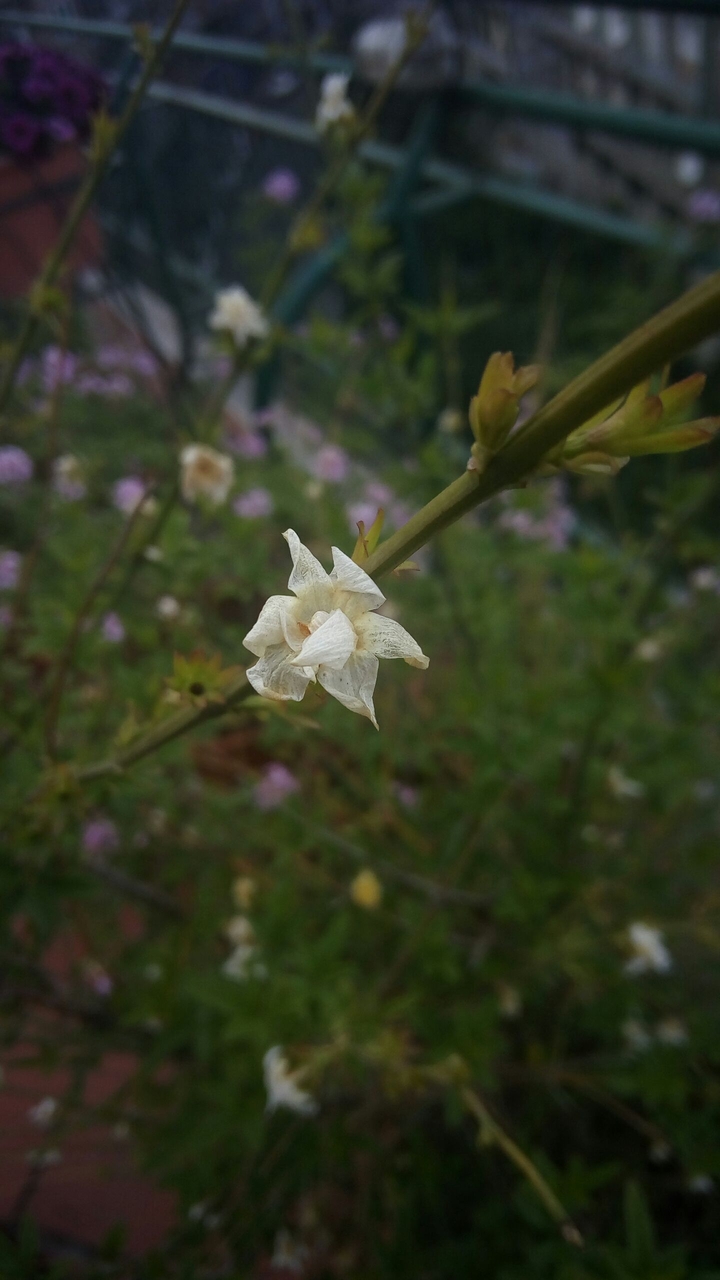 White flower