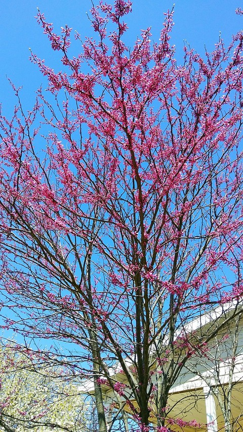 Spring Flowers