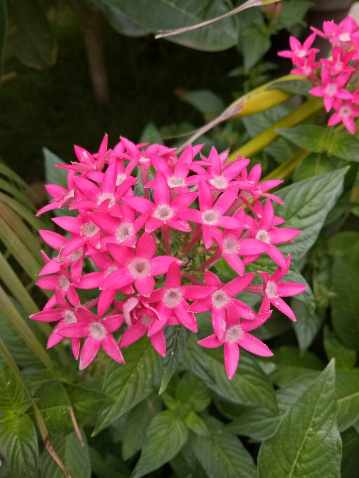 kolhapur samarth hopital garden
