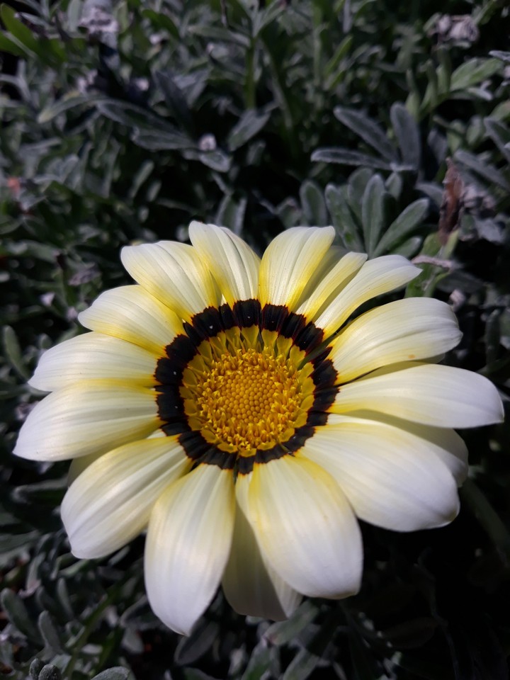 photo from my garden