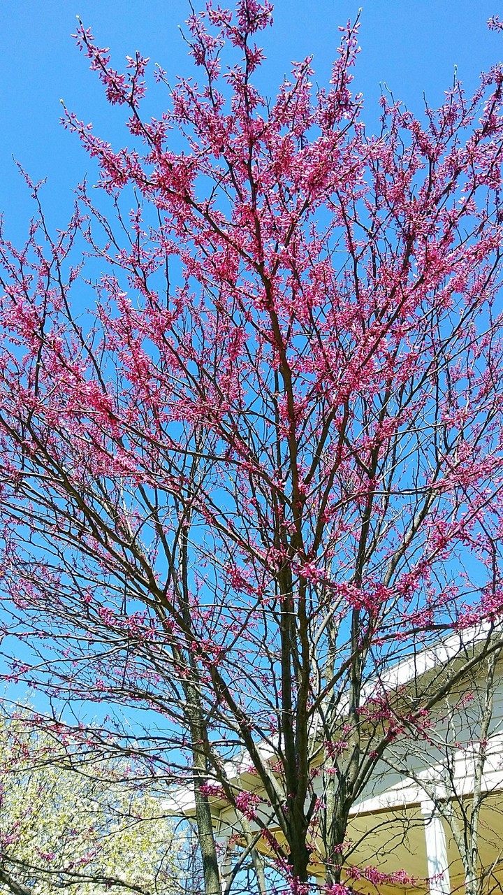 Spring Flowers
