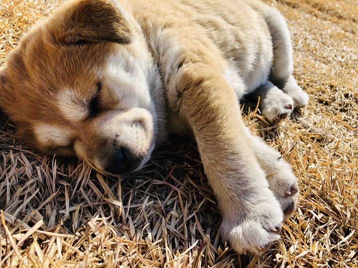 puppy