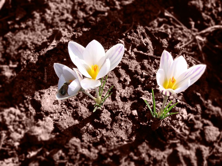 Snowdrops. Hello spring ;)