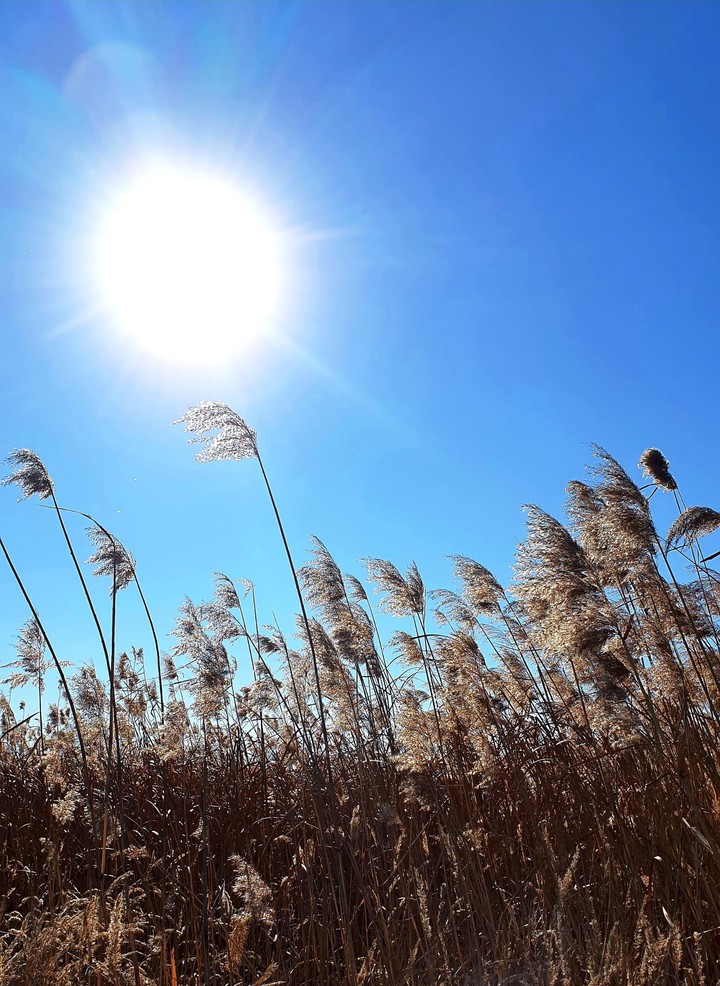 파란하늘과 갈대(Blue sky and reeds)
