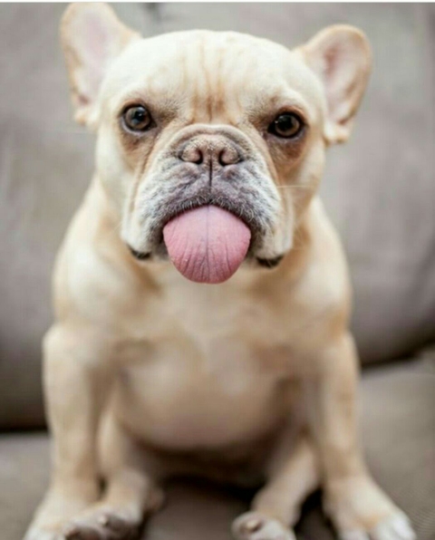 Puppy