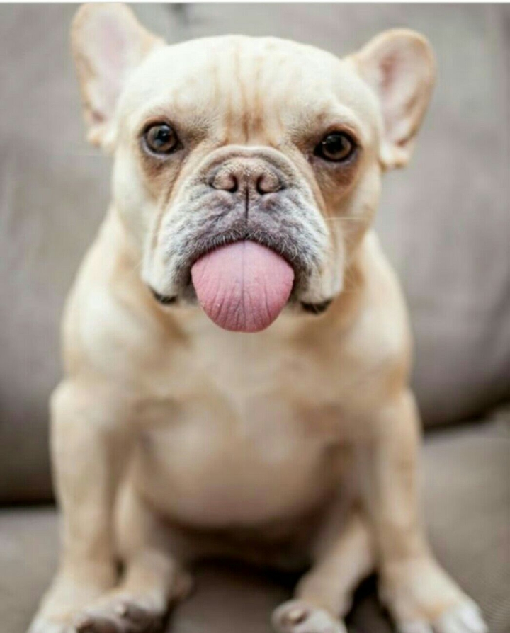 Puppy