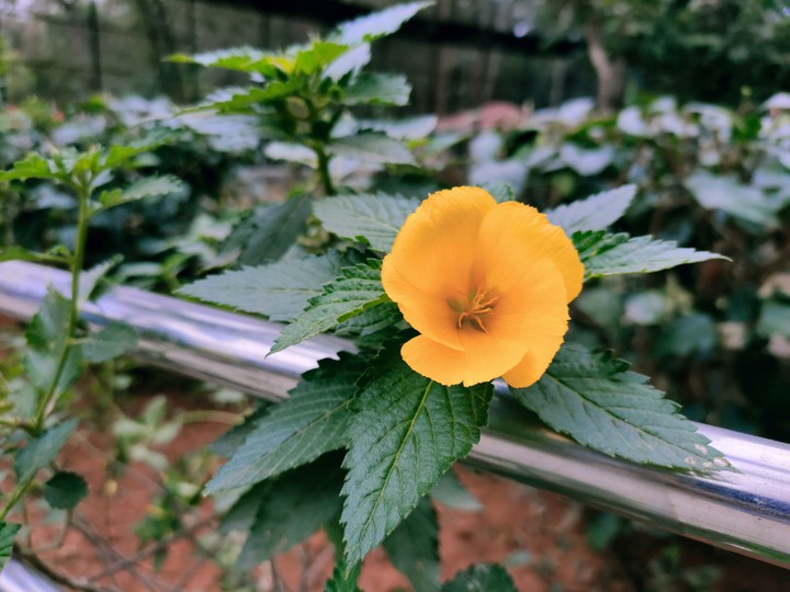 yellow