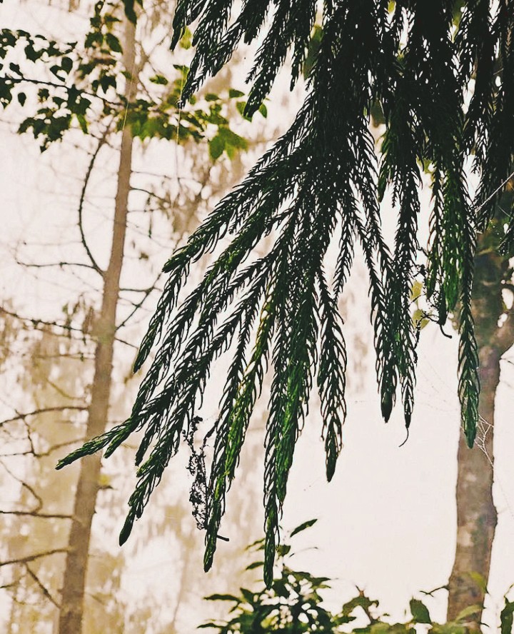 Rainy leaves ❤️