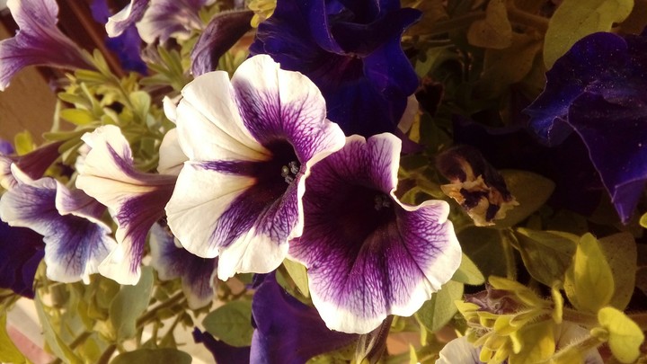 my garden❤