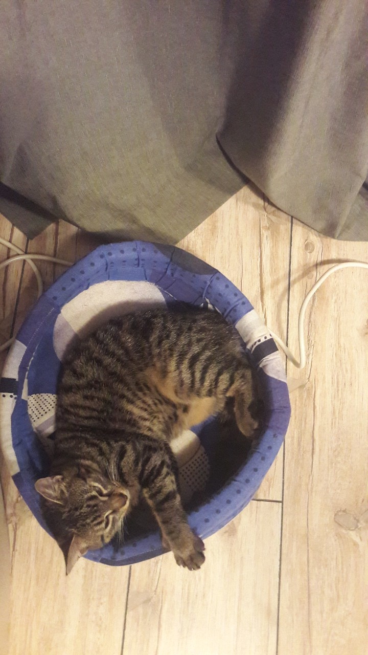 Masha