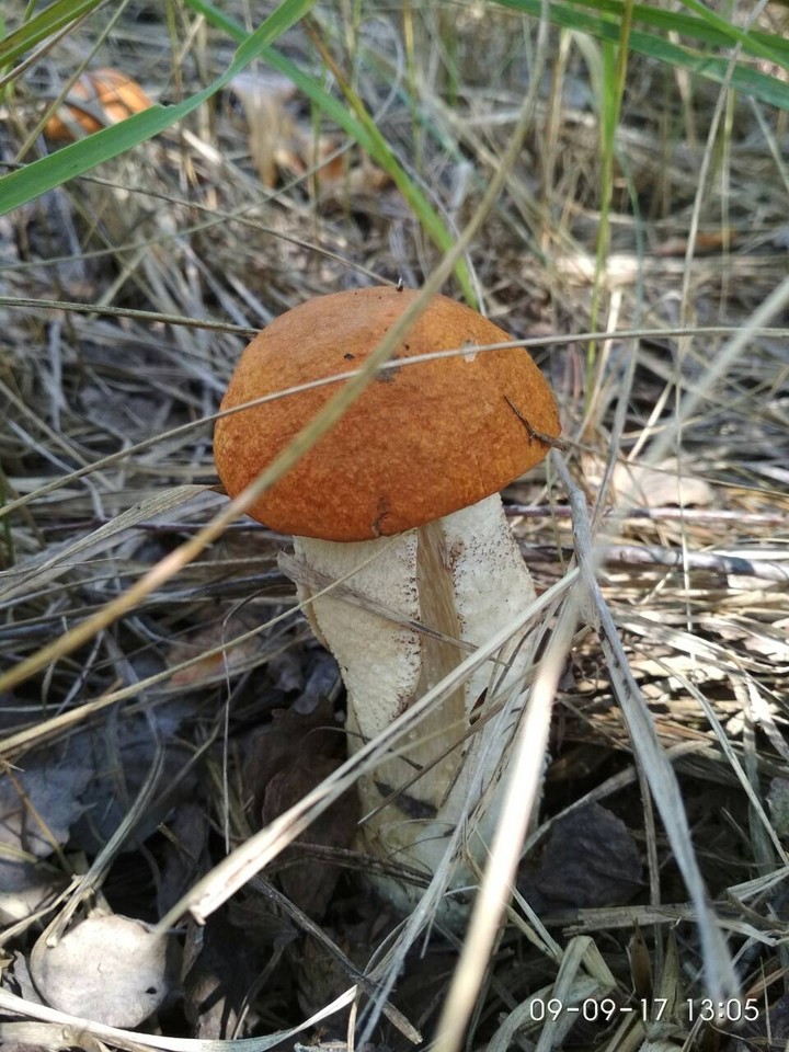 красавчик
