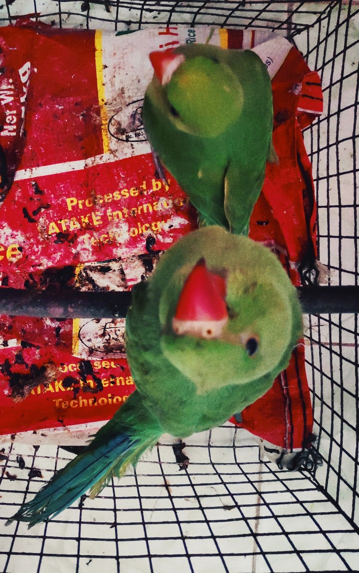 my