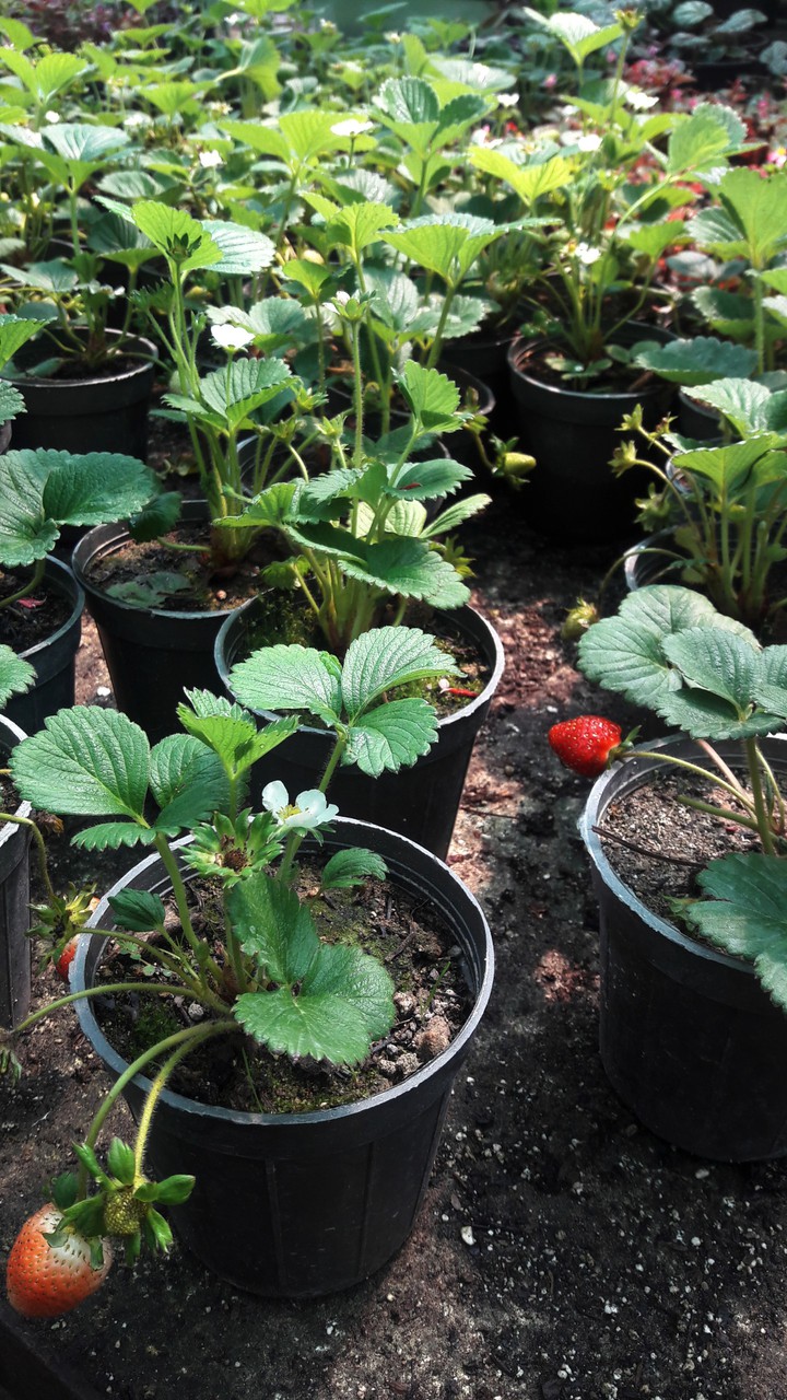 strawberry