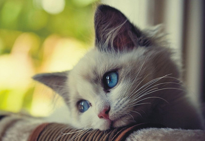 Pushy cat