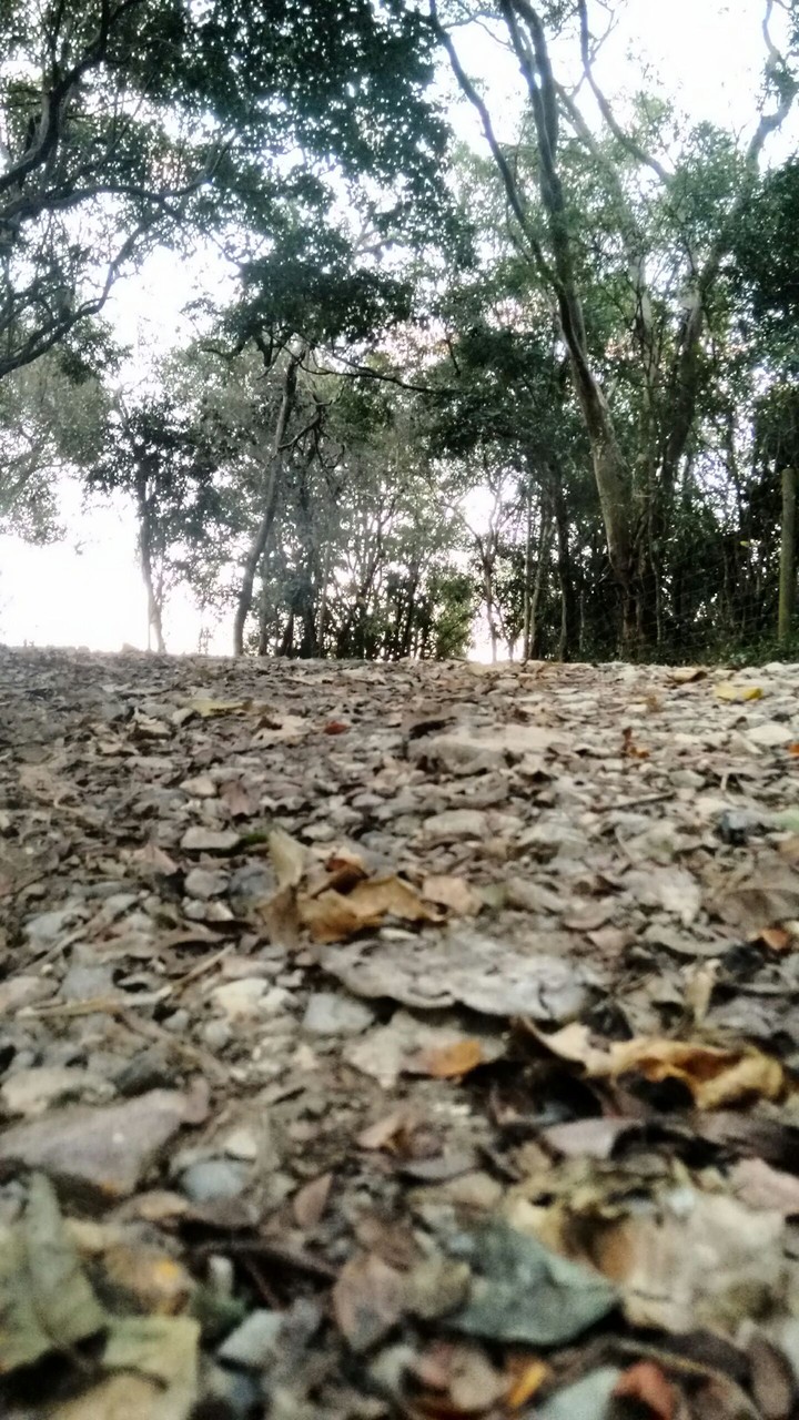 natureza de baixo pra cima