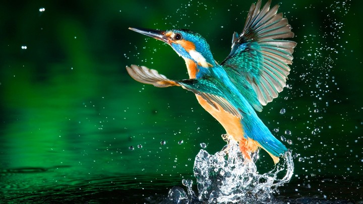 the beautiful kingfisher