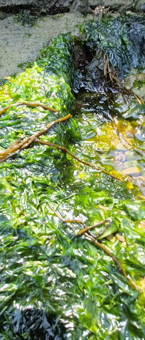 algae, wetland Hintergrundbilder