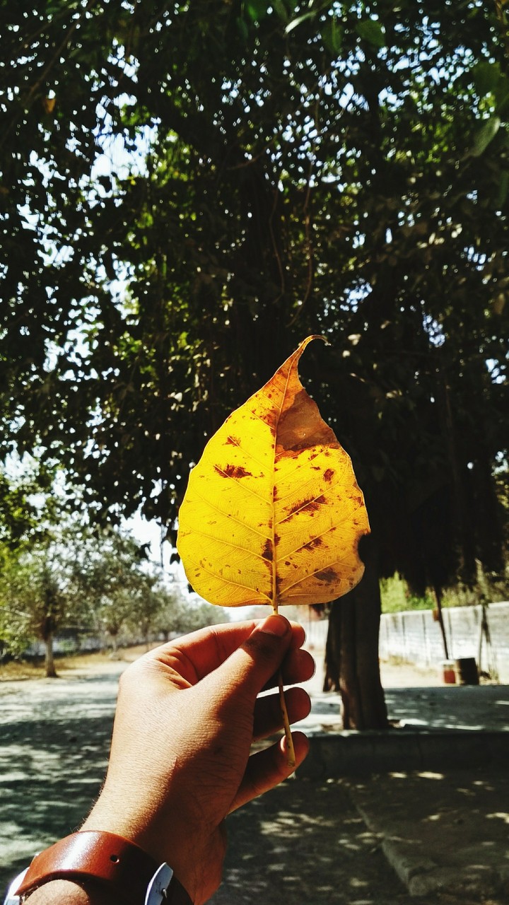 Leaf