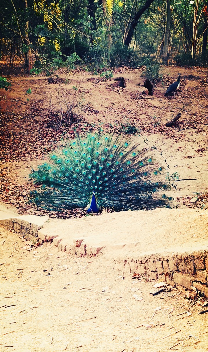 Peacock