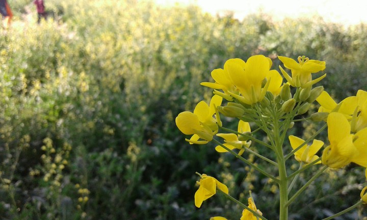MustarD Plant