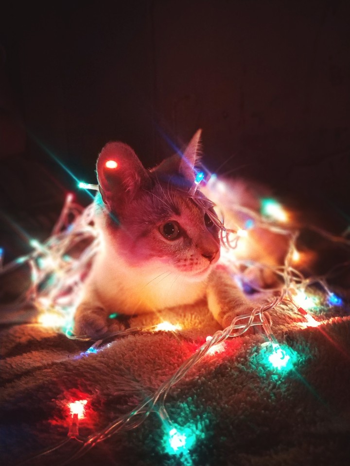 Cat lights