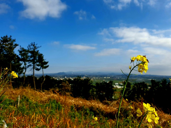 jeju island