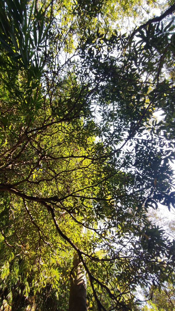 Nature