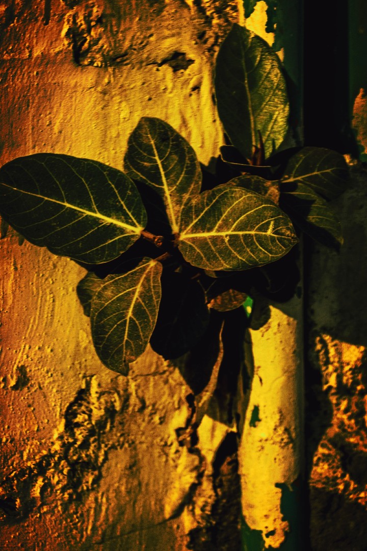 A plant can grow everywhere