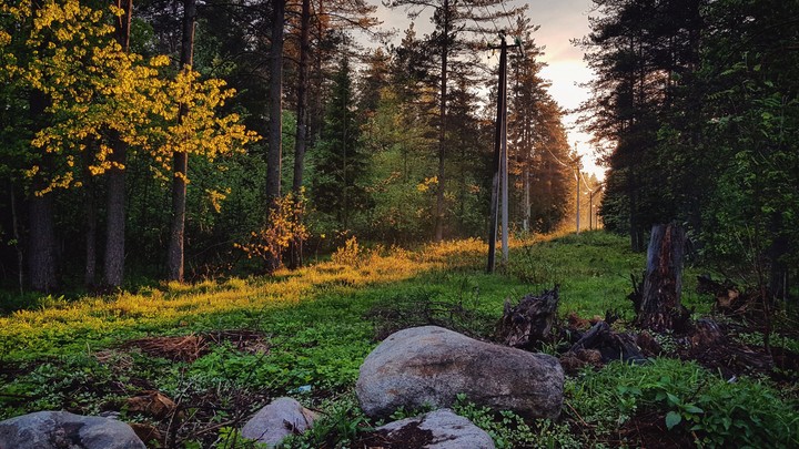 Sunset in the woods