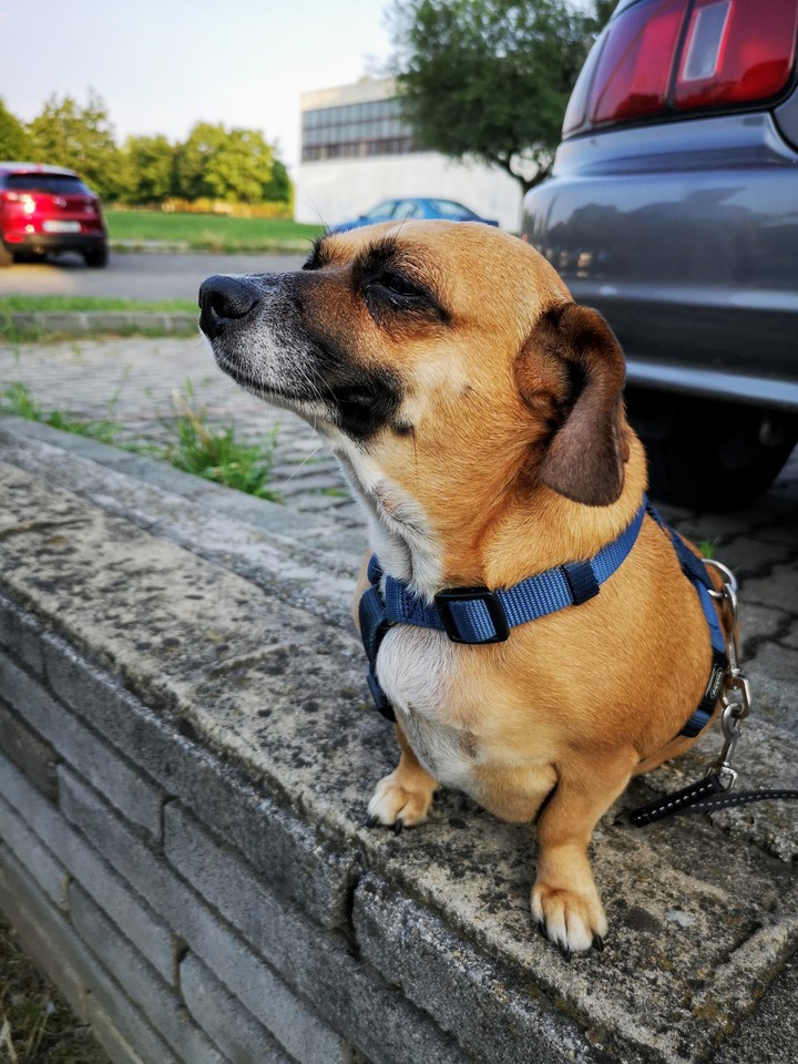 dog