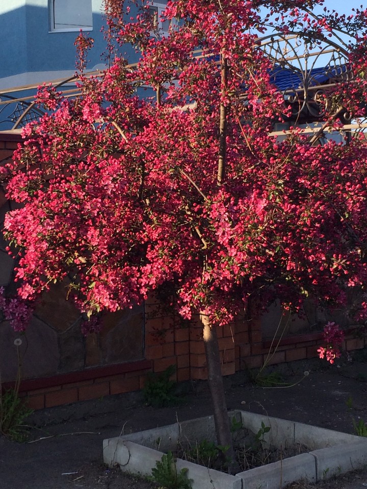 flowers