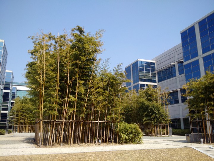 bamboos