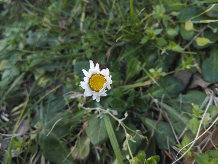 daisy