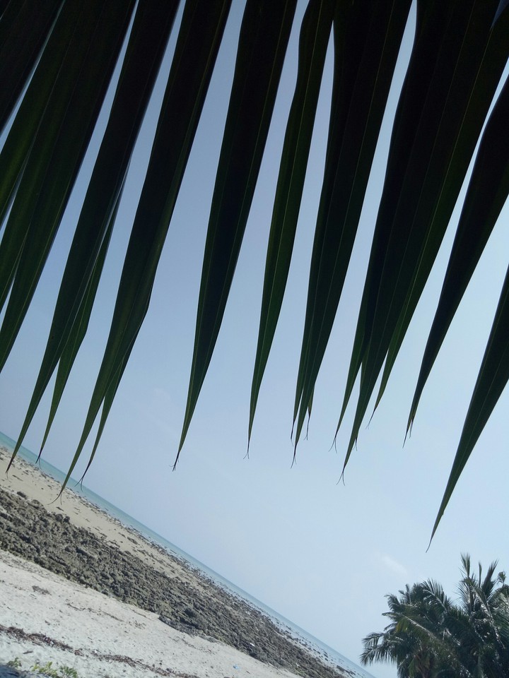 under the shade