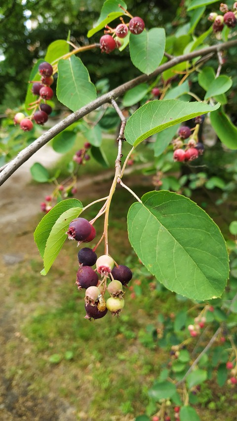 berries